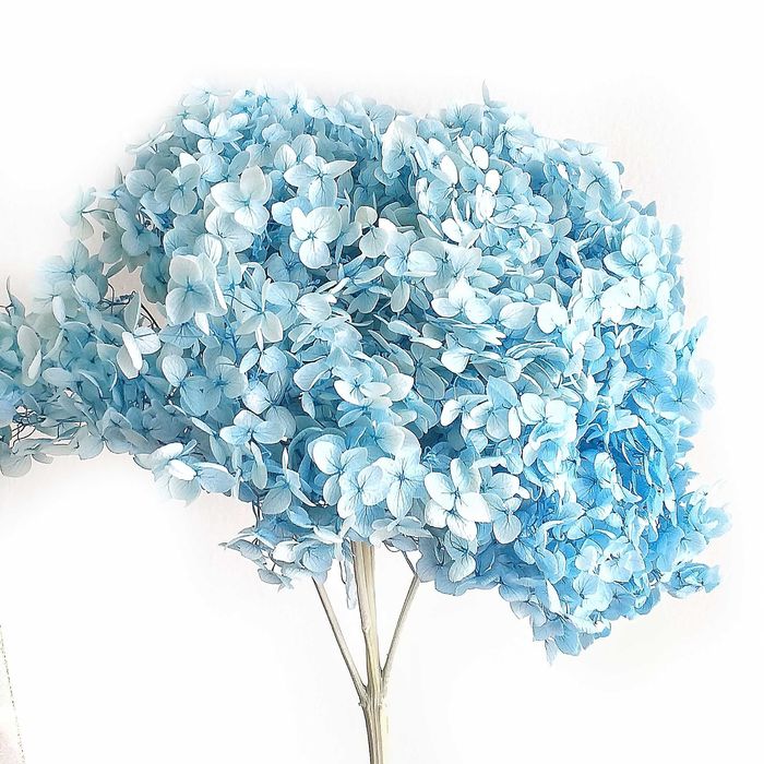 Гортензия стабилизированная