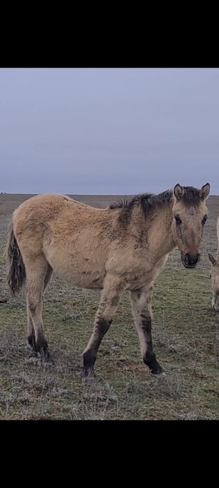 Жабағы сатылады!