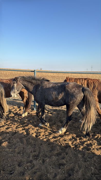 Бір үйір жылқы сатылады