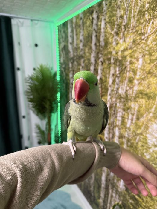 Papagal Marele Alexander