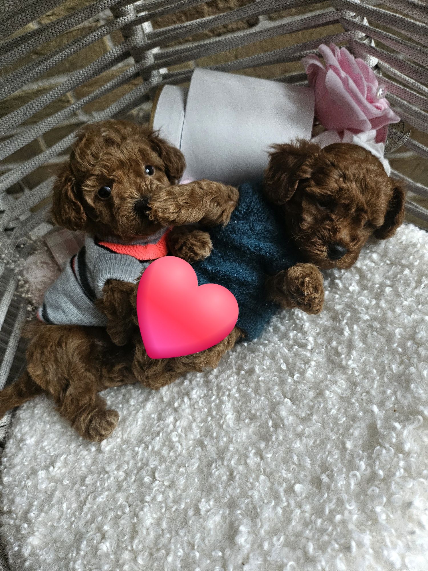 Резервирано !Пудел той/Toy poodle/Pedigree