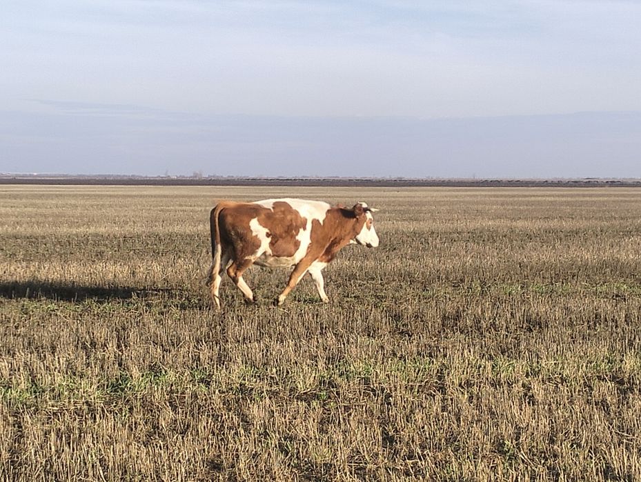 Продаю коров стельные 3 головы