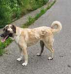 Femelă Kangal 11 luni