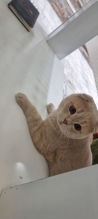 Породистый кот для вязки, шотландский, Локки