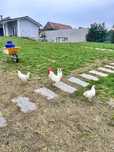 Vand familie gainI LEGHORN 3+1