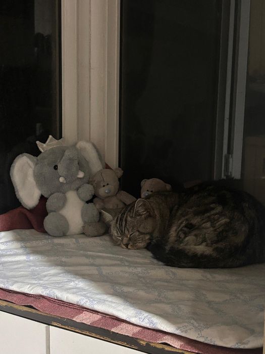 бртитанец, отдадим в хорошие руки, сами переезжаем в другой город:(