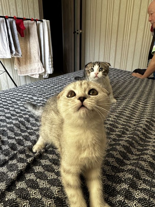 Продается котенок скотиш фолд