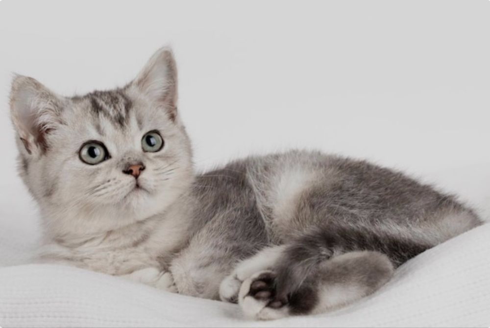 Котёнок британская короткошерстная серебрисятая шиншила