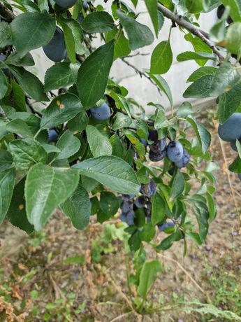 prune negre pentru gem si tuica