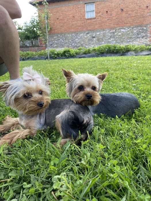 Йоркширски териер