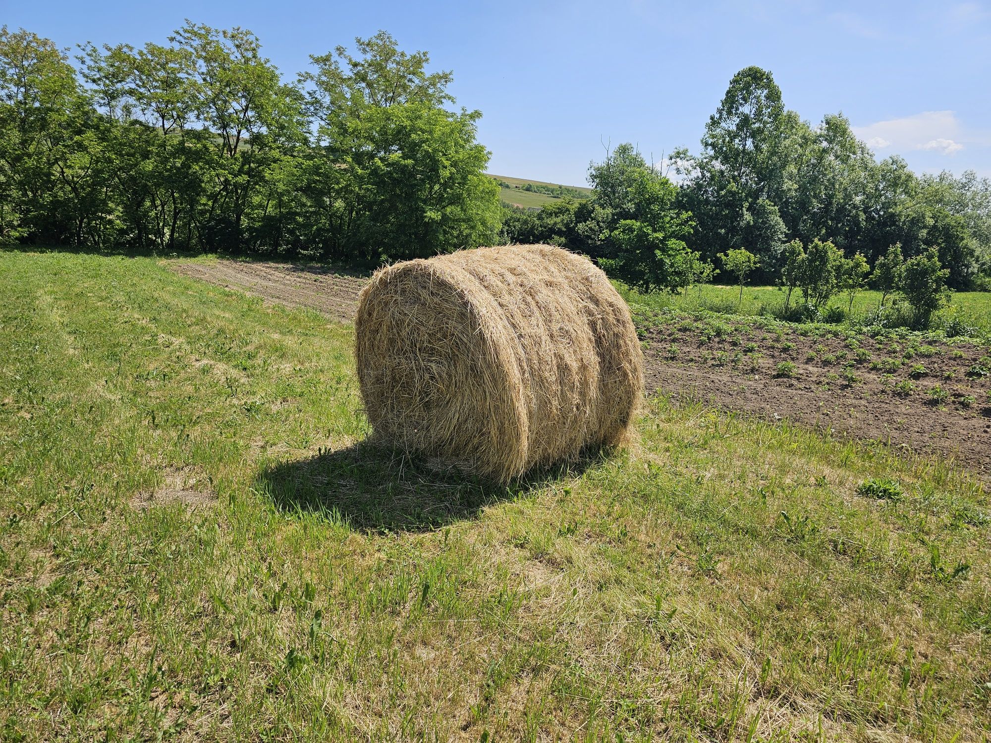 Baloți de fân rotunzi de anul trecut