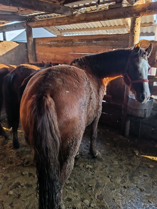 Согымга кунан семиз!