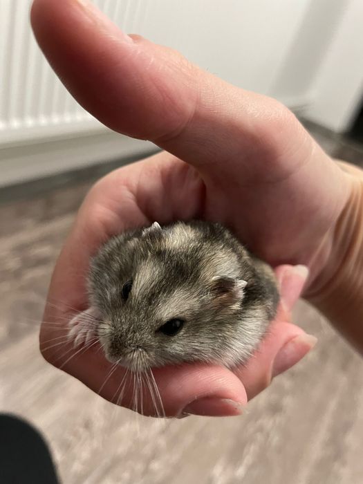 Donez 2 hamsterii