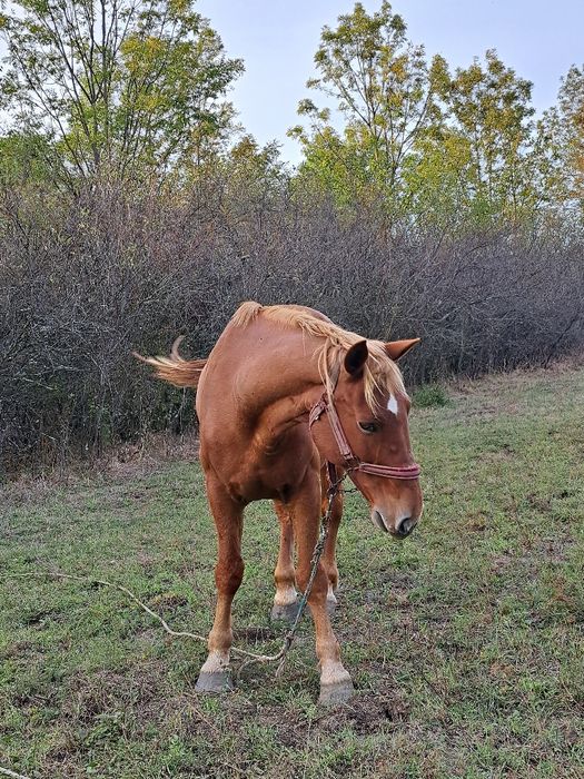 Vând iapa foarte cuminte
