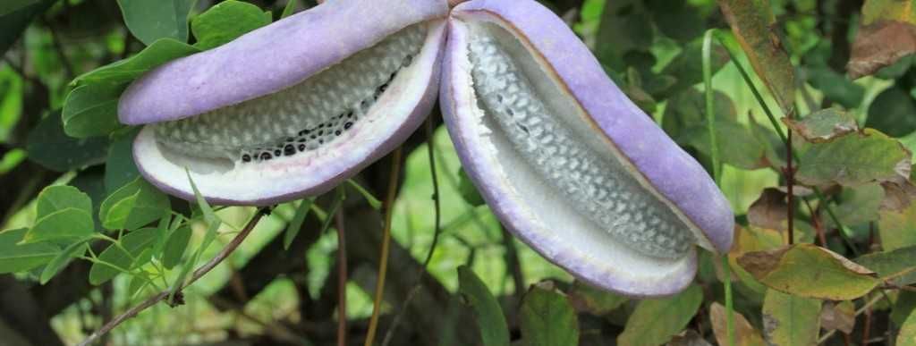 Акебия, Шоколадова лоза / Akebia quinata