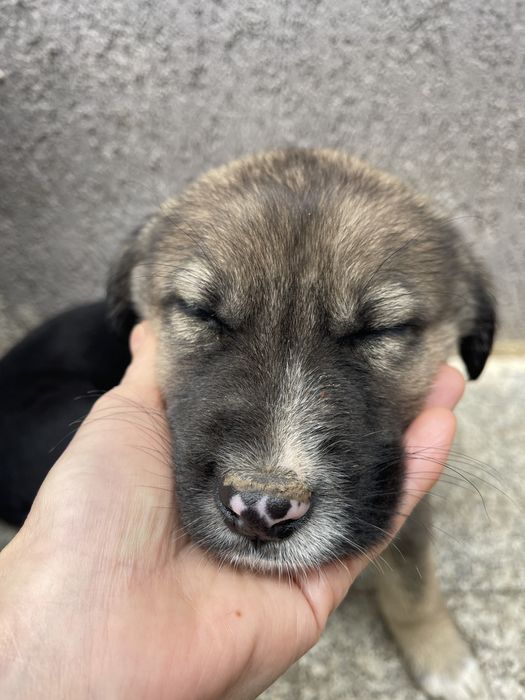 Adoptie catelusi draguti