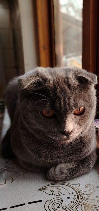 Zotdor Scottish Fold mushukcha – qiz bola, 5 oylik!
