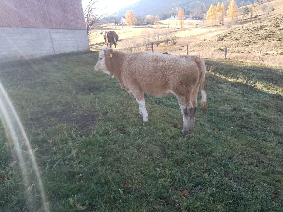 Vitele BR linie de carne