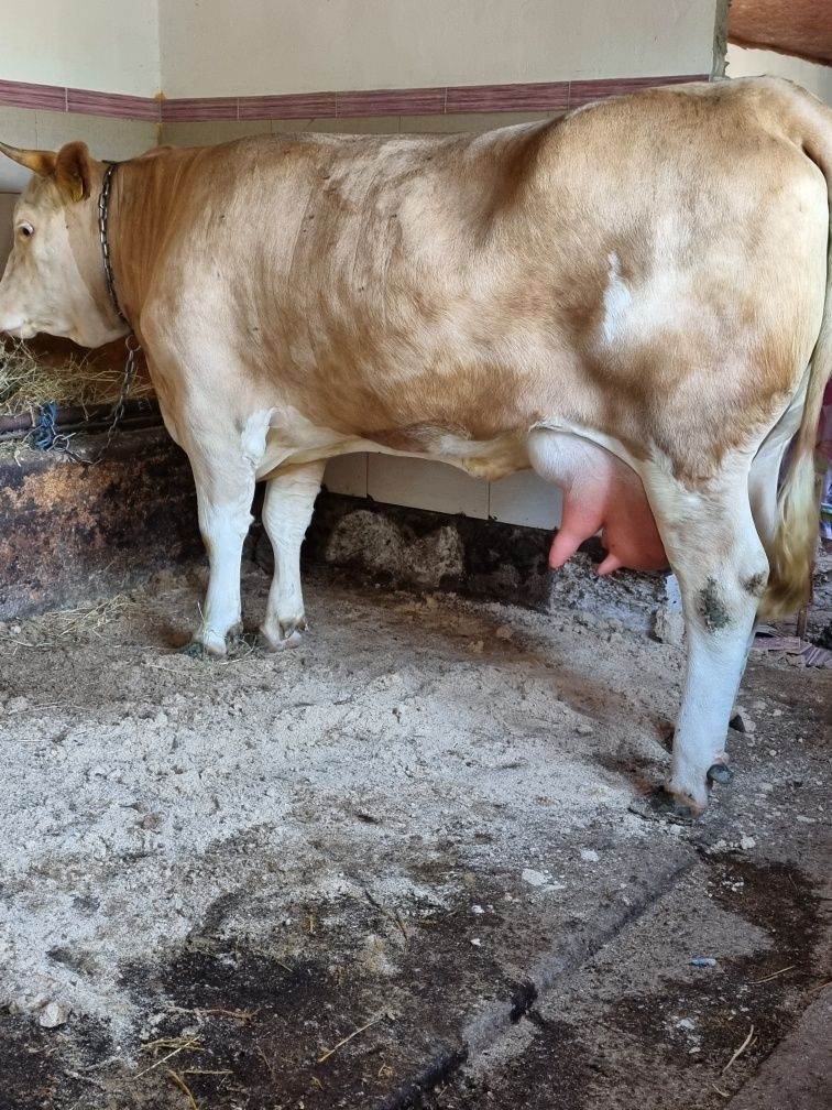 Vând vacă cu vițica lângă ia