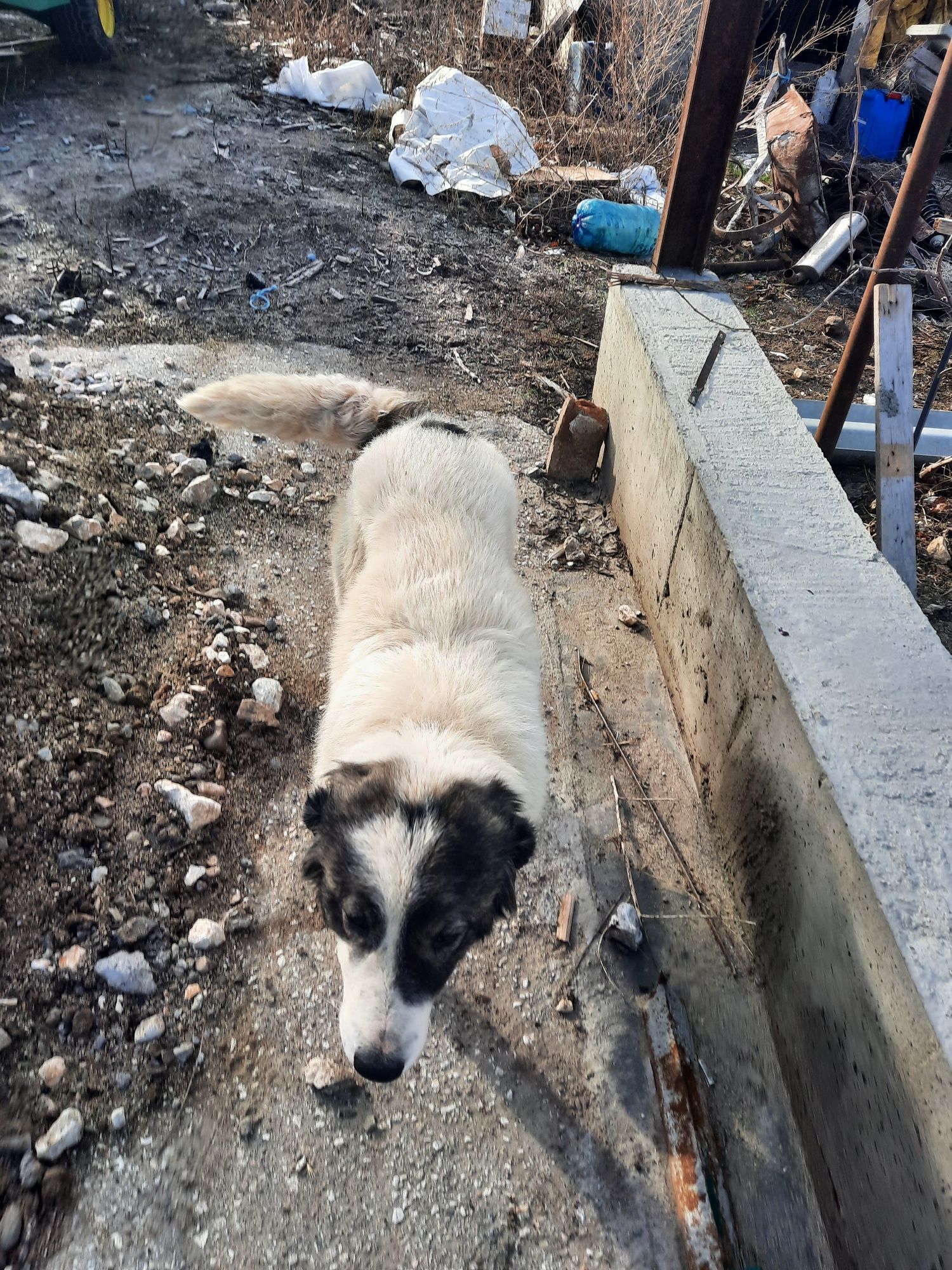 Подарява се българска овчарка