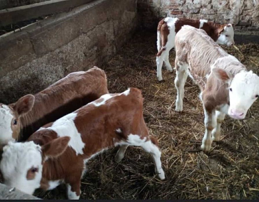 Vând  vitei diferite vârste