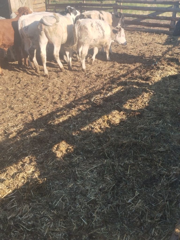 Vând viței mariii