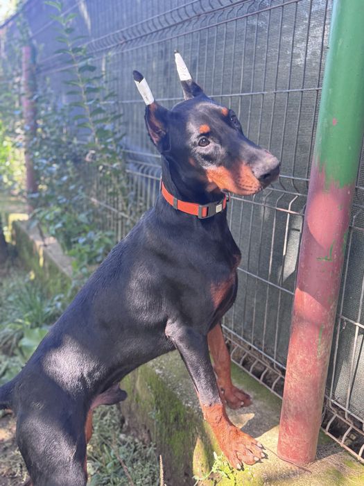 Cățeluș Doberman 9 luni