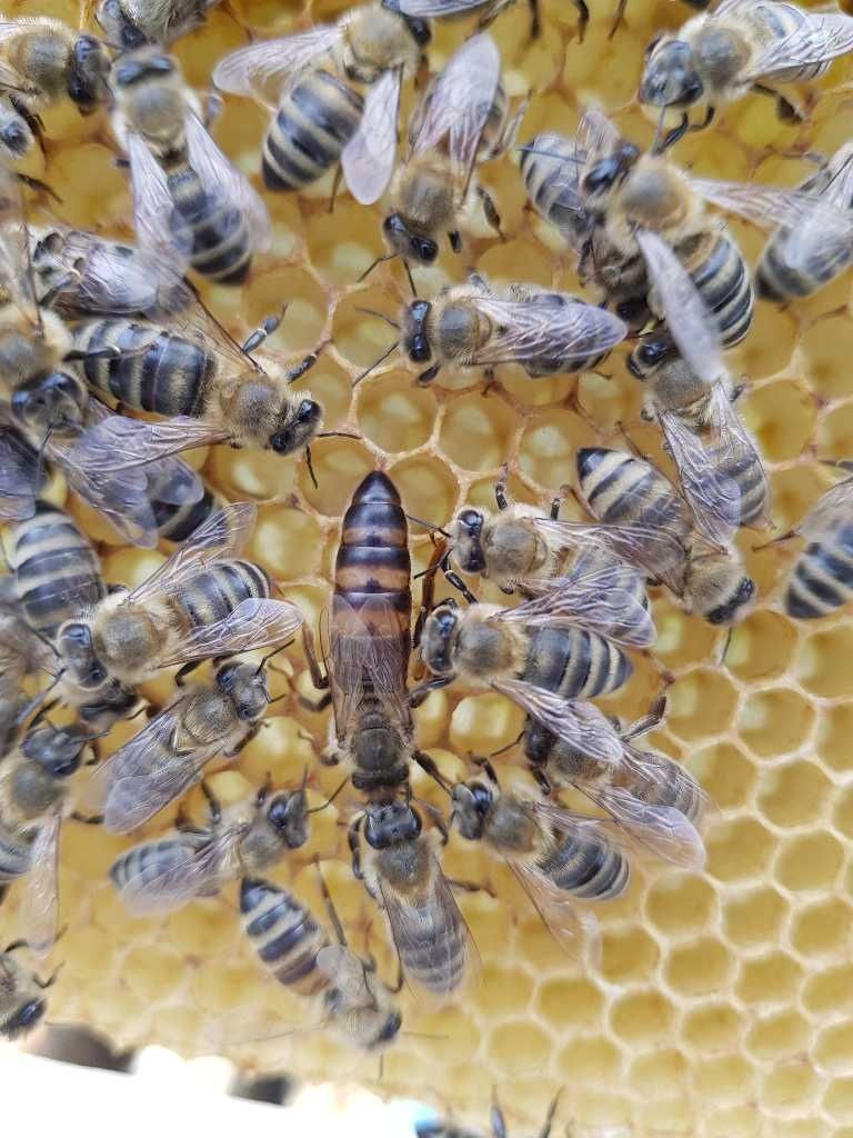 Пчелни семейства  (малки) Отводка карника Carnica