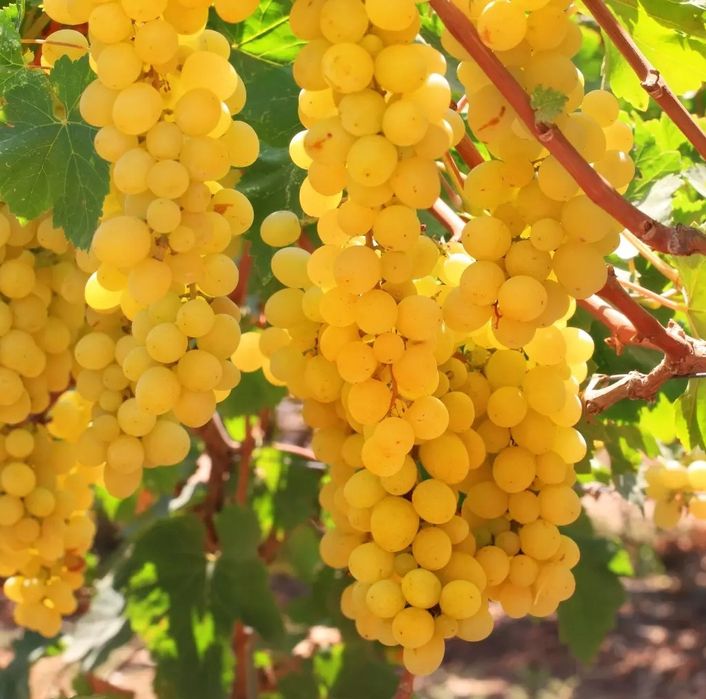 Vita de Vie Alba de Masa ( Nobila Altoita )