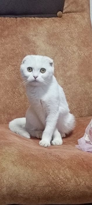 Британские кошечка 4 месяц