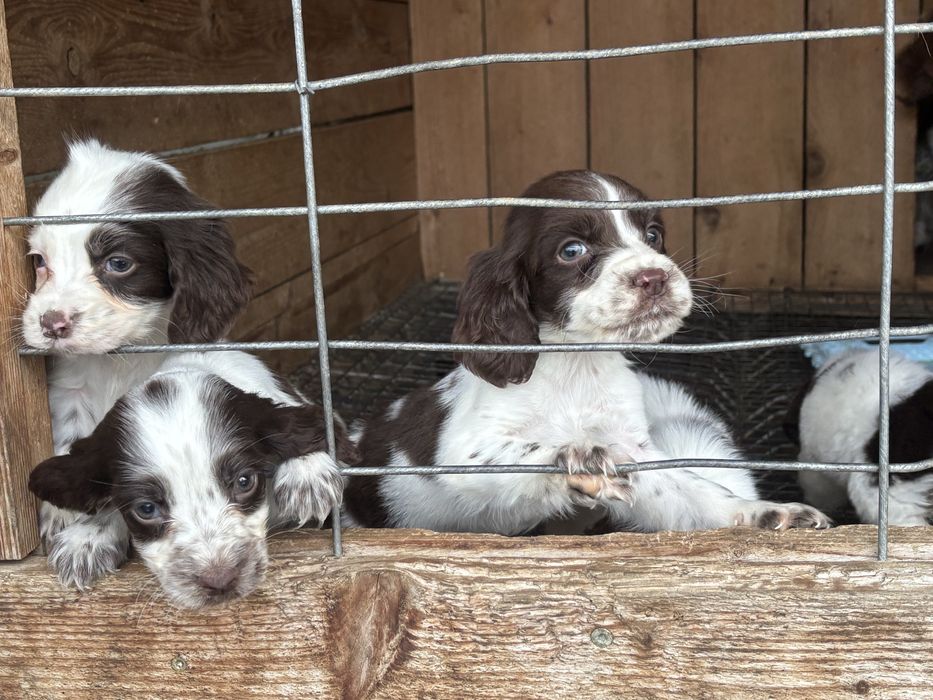 Английски спрингер шпаньол