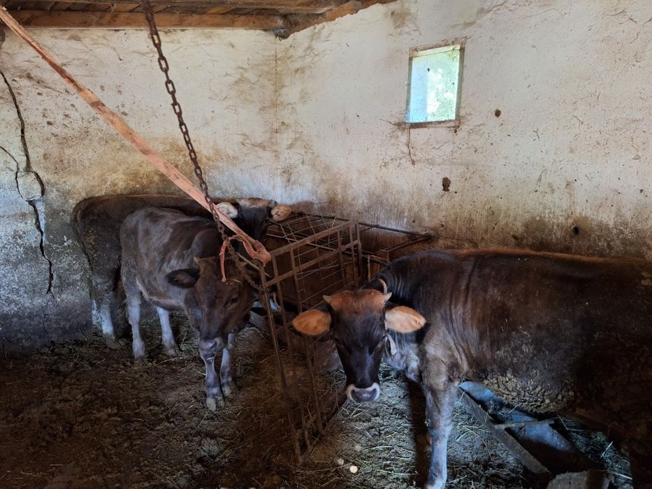 Vând viței/tăurași/mânzați