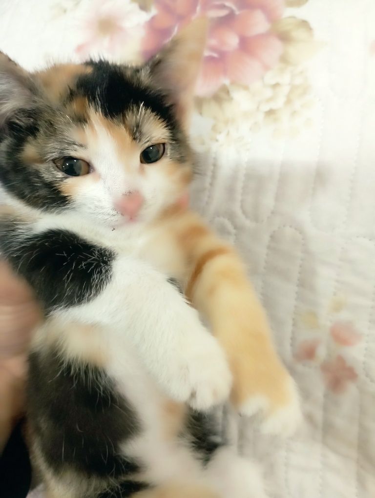 Mushuk bolasi xadiya qilaman