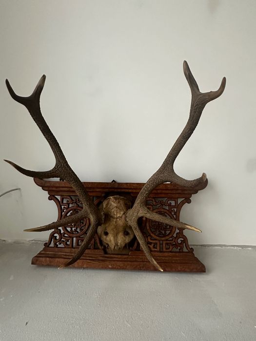 Trofeu cerb pe panoplie