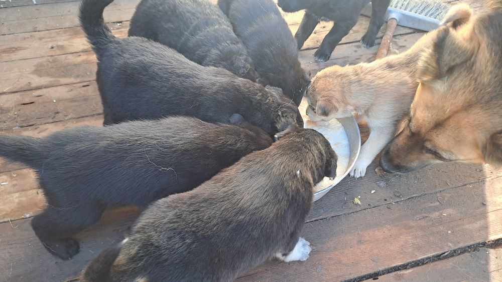 Подарявам кученцата