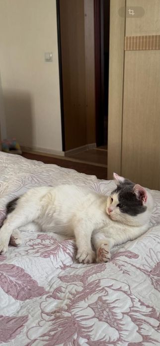 Отдам в хорошие руки кошечку по кличке Белла