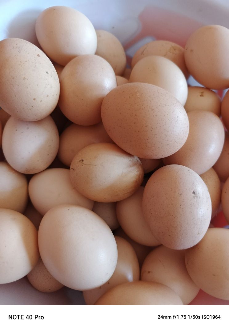 Brama tuxumlari sotiladi