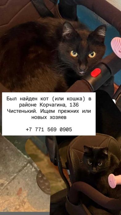 Найден кот (кошка). Ищем прежних или новых владельцев!