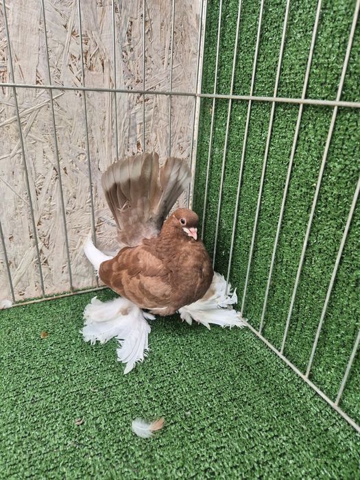 Porumbei jucator de volga