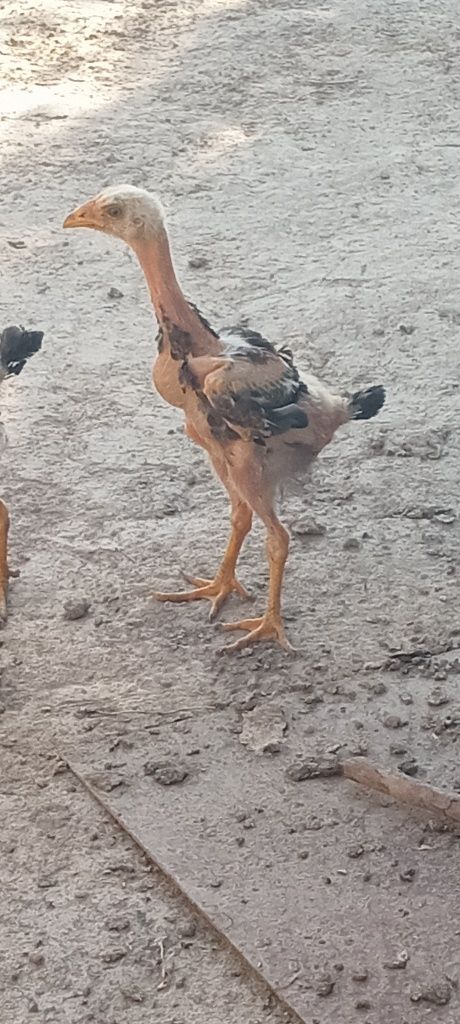 Dakan jojalar sotlad