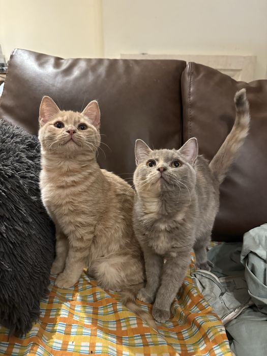 British Blue Point Британски