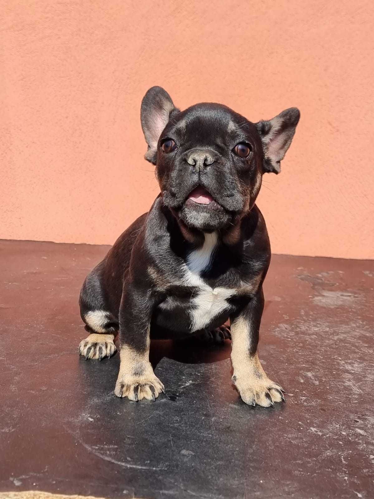 Bulldog Francez black and tan