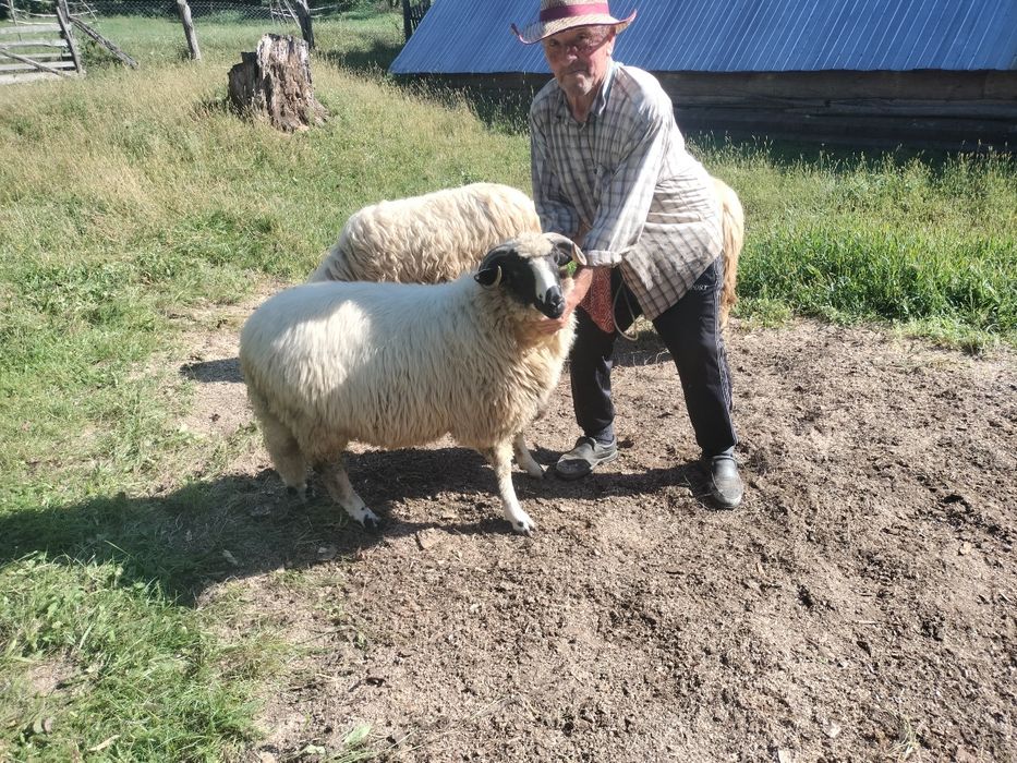 Trei oi și un berbec