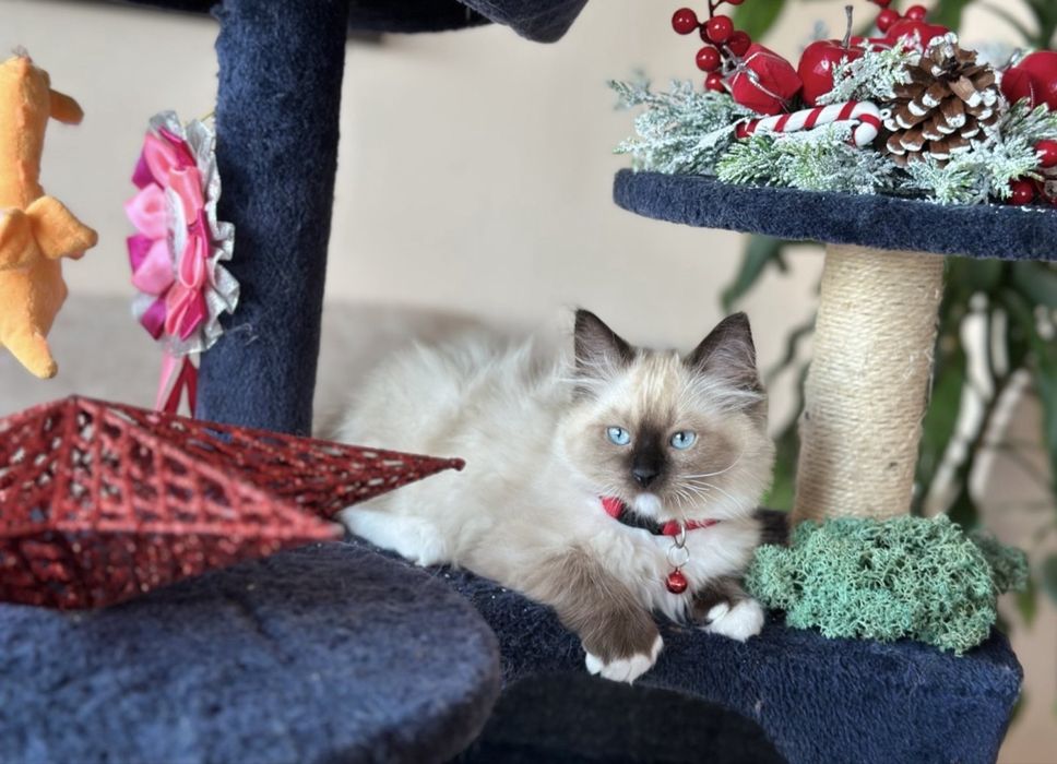 Регдол  / Ragdoll /  момче