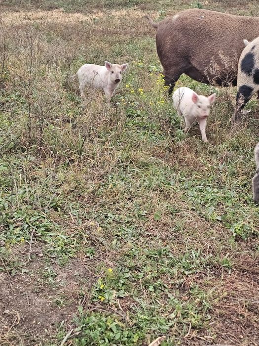 Поросята свинки и кабанчики