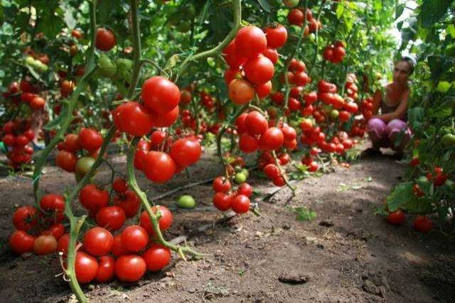 Семена томата для пленочных теплиц (Индетермининтные)