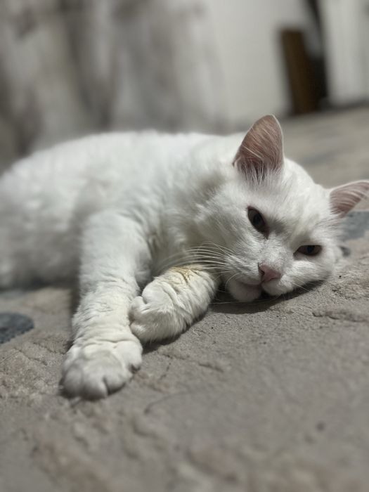 Отдадим кота в хорошие руки