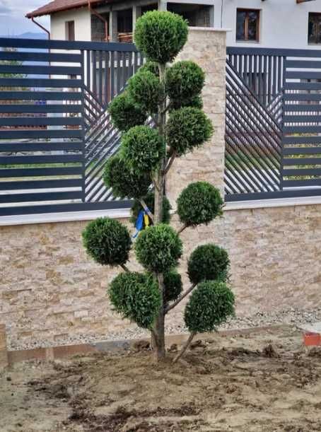 Plante Ornamentale , Oriunde in tara Calitate Superioara Garantat!