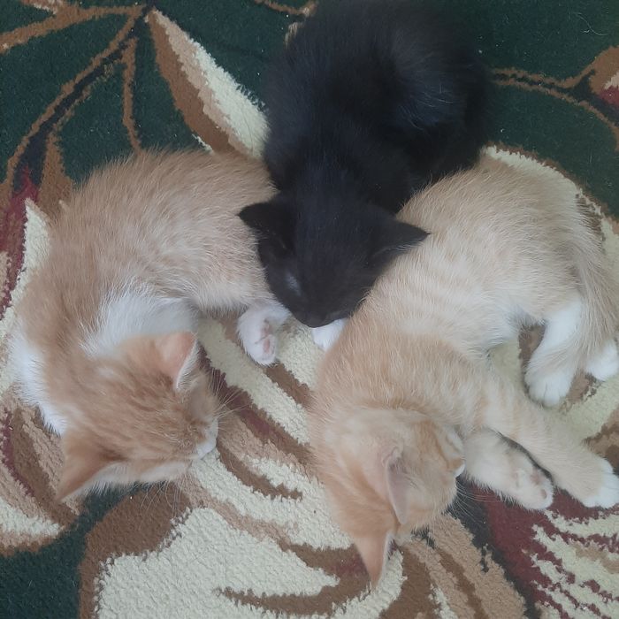 Отдадим котят в хорошие руки