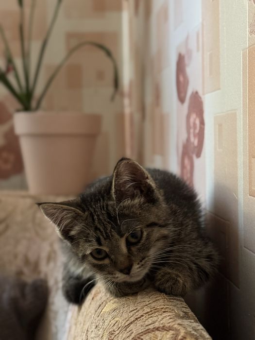 Котенок в заботливые руки
